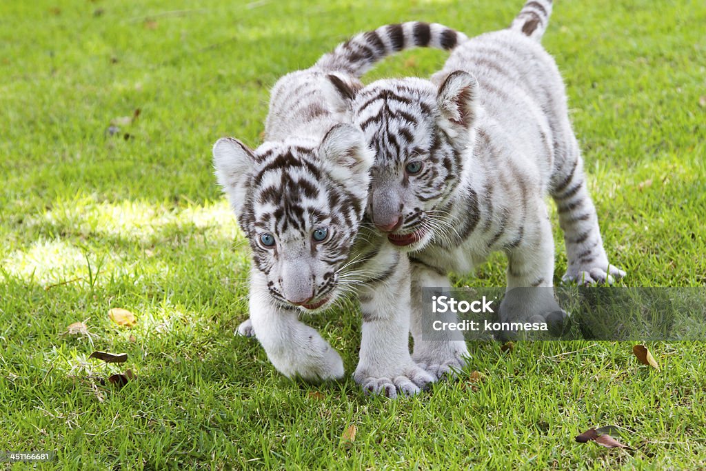Bébé tigre blanc. - Photo de Animaux en captivité libre de droits