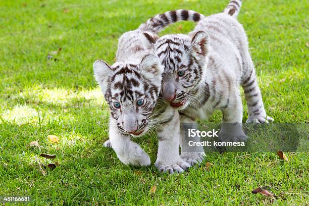 Photo libre de droit de Bébé Tigre Blanc banque d'images et plus d'images libres de droit de Animaux en captivité - Animaux en captivité, Beauté de la nature, Blanc