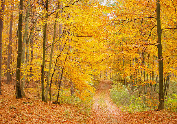 autunno strada forestale e - leaf autumn leafes tree foto e immagini stock