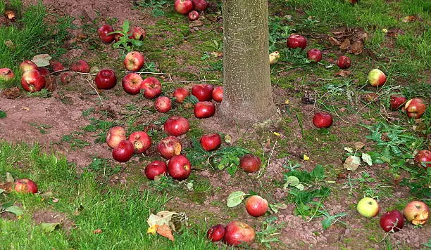With such a full crop, the Autumn harvest of Apples at Lower Brockhampton, Worcestershire fails to gather all the fruit.