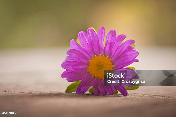 Summer Asters In Detail Stock Photo - Download Image Now - Aster, Contemplation, Copy Space