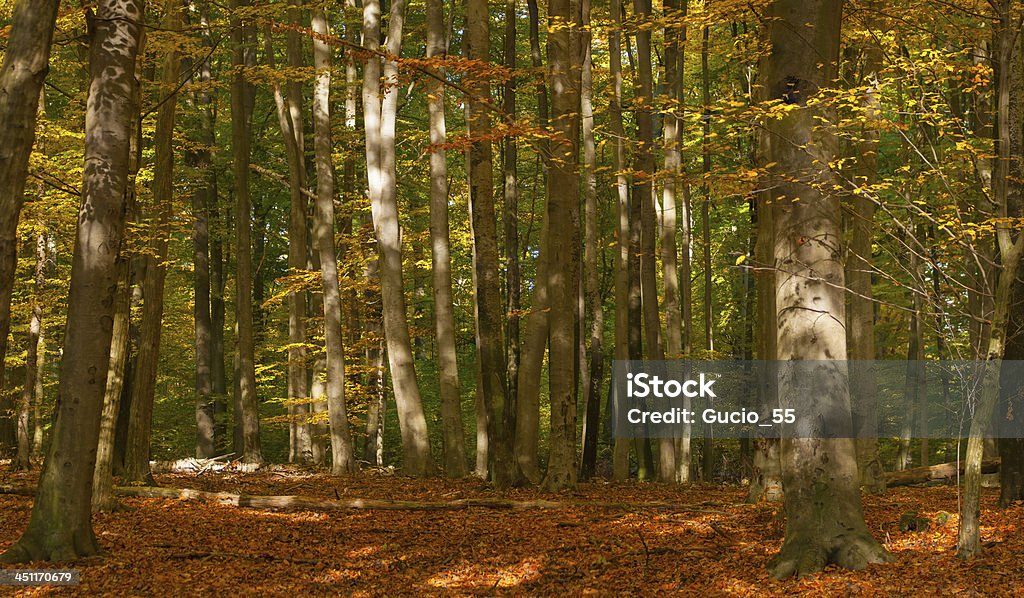 Bosque de otoño - Foto de stock de Aire libre libre de derechos