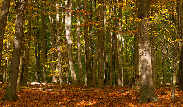 jesienny las - leaf autumn leafes tree zdjęcia i obrazy z banku zdjęć