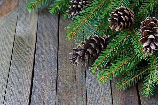 istock branches of spruce and pine cones on the boards 451172147