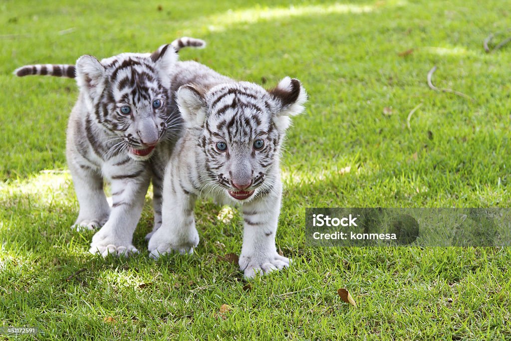 Baby White Tiger. Animal Stock Photo