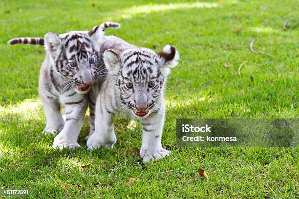 Baby White Tiger Stock Photo - Download Image Now - Animal, Animal Body Part, Animal Eye