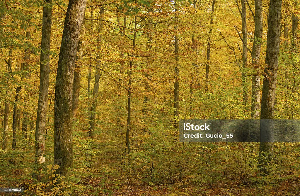 Bosque de otoño - Foto de stock de Aire libre libre de derechos