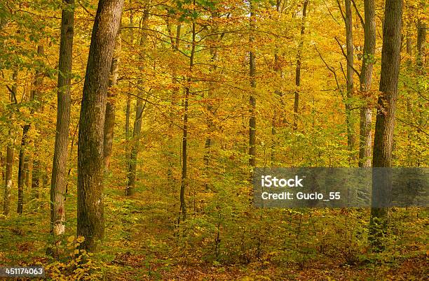 Bosque De Otoño Foto de stock y más banco de imágenes de Aire libre - Aire libre, Amarillo - Color, Angiosperma