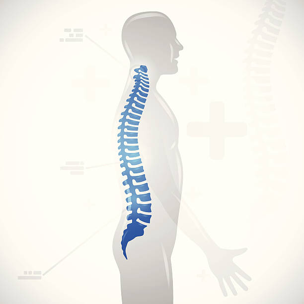 ilustraciones, imágenes clip art, dibujos animados e iconos de stock de columna de salud - columna parte del cuerpo