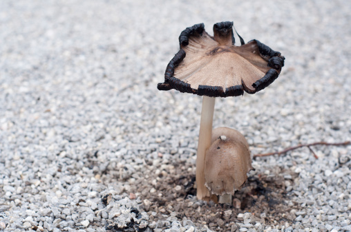 mushroom amid an asphalt road