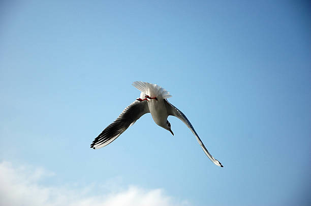 Voar Gaivota - fotografia de stock