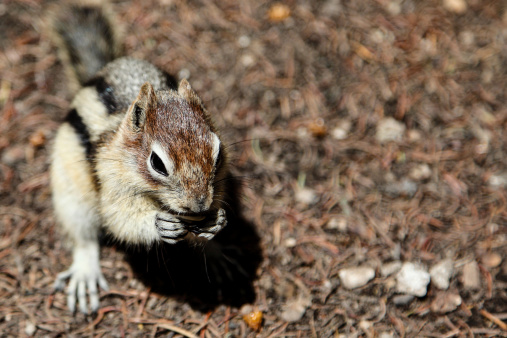 Focus on chipmunk head with shallow depth of field on background for copy space on right