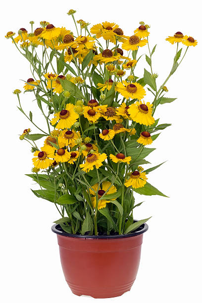 istock Bush of 
