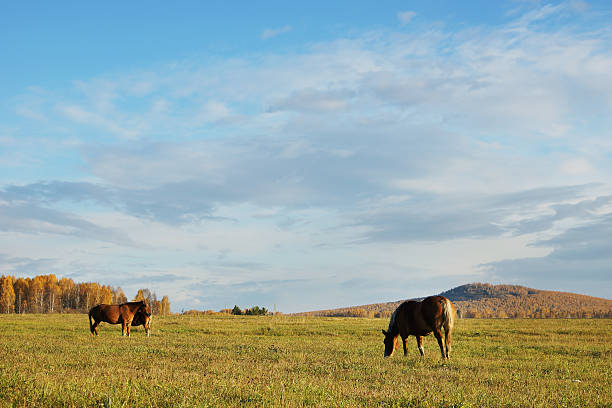 istock Horses are grazing on an autumn meadow 451181139
