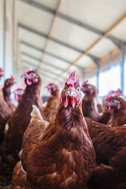istock Curious brown hen on an organic chicken farm 451183671
