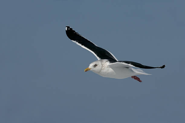 istock Slaty-backed gull, Larus schistisagus 451187071