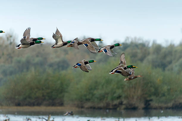 istock mallard [ Anas platyrhynchos ] flying 451187681