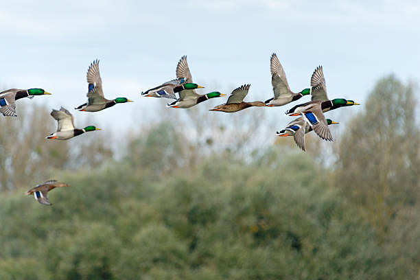 istock mallard [ Anas platyrhynchos ] flying 451188113
