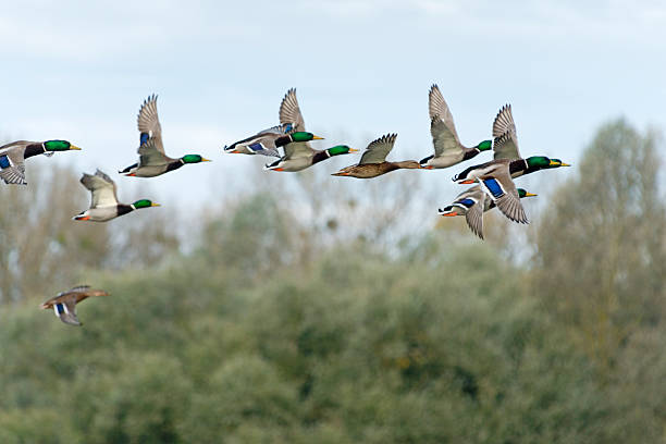 mallard [ Anas platyrhynchos ] flying mallard  mallard duck stock pictures, royalty-free photos & images