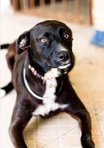 istock beautiful black dog looking interested 451190315