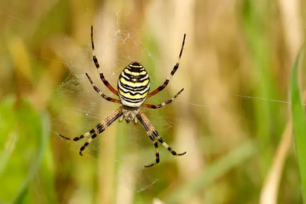 Zebra spider in its web