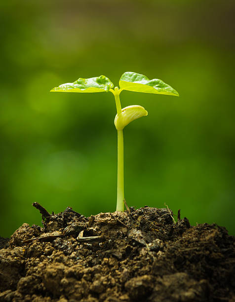 istock Young green seedling sprouting out from fertile earth 451193657