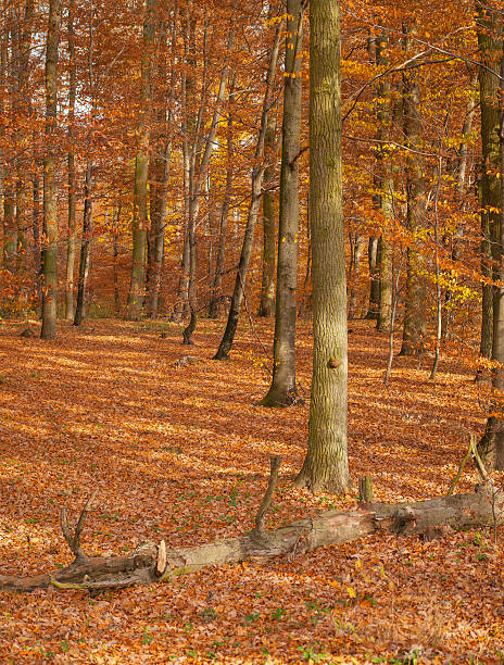 floresta de outono - unevenly imagens e fotografias de stock