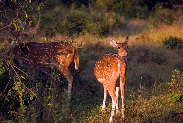 istock Spotted deers, Sariska Game Reserve, Rajasthan, India 451241845