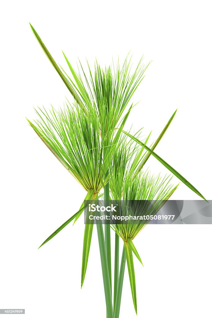 Egyptian papyrus. (Cyperus Papirus L.) - Zbiór zdjęć royalty-free (Bagno)