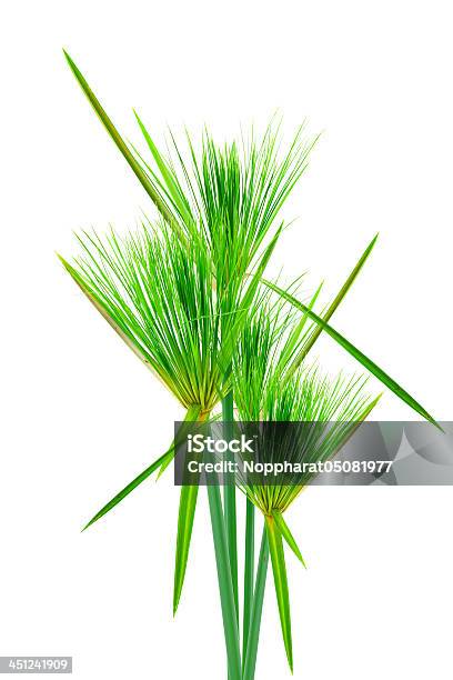 Cyperus Papiro Egípcio Papyrus - Fotografias de stock e mais imagens de Amarelo - Amarelo, Ao Ar Livre, Azul