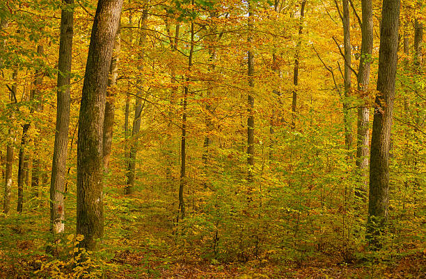 jesienny las - leaf autumn leafes tree zdjęcia i obrazy z banku zdjęć