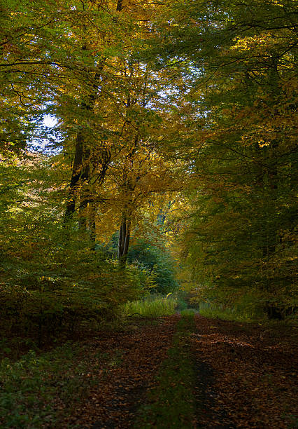 jesień las i road - leaf autumn leafes tree zdjęcia i obrazy z banku zdjęć