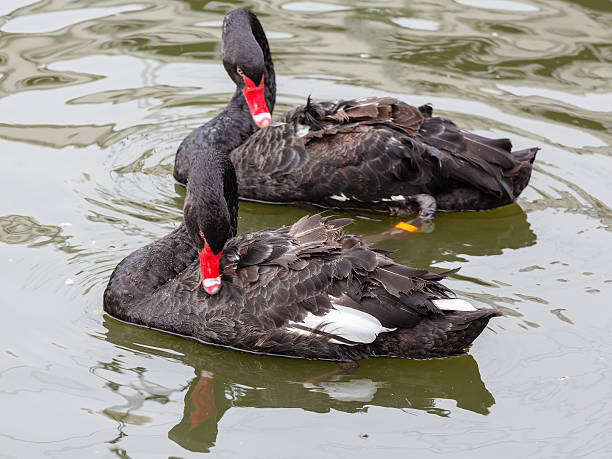 istock Couple of black swans 451243851