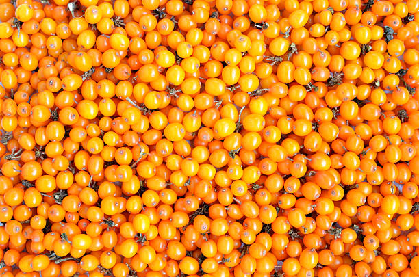 istock orange sea-buckthorn 451244157