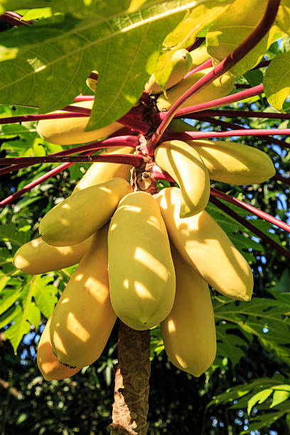 Yellow Papaya stock photo