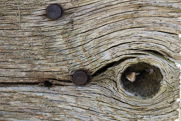 istock Wood Grain Knot and Nails 451245679