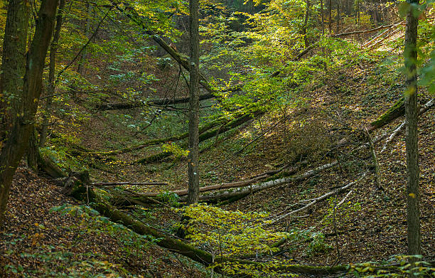 foresta autunnale - leaf autumn leafes tree foto e immagini stock