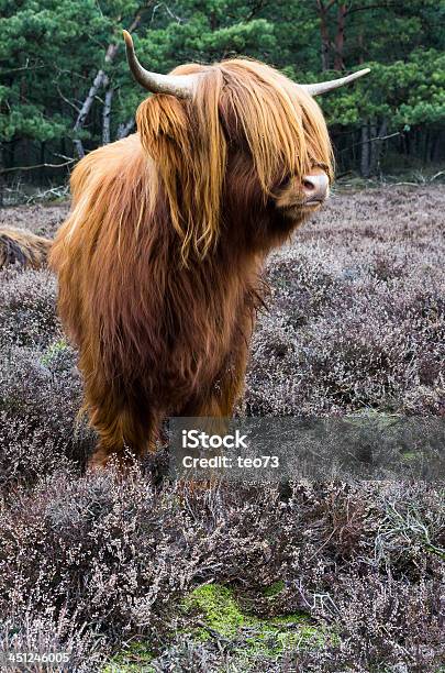 Scottish Highlander Ox Stock Photo - Download Image Now - Agricultural Field, Agriculture, American Bison