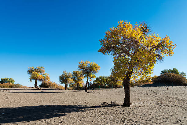 populus - inner mongolia stock-fotos und bilder