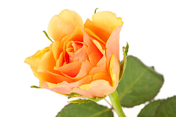 istock Blossom of a salmon colored rose 451246177