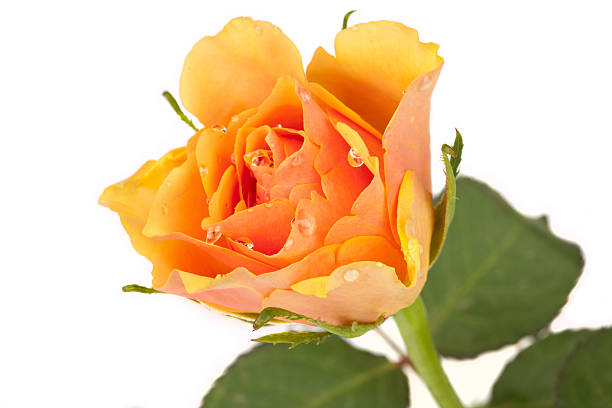 istock Blossom of a salmon colored rose 451246219
