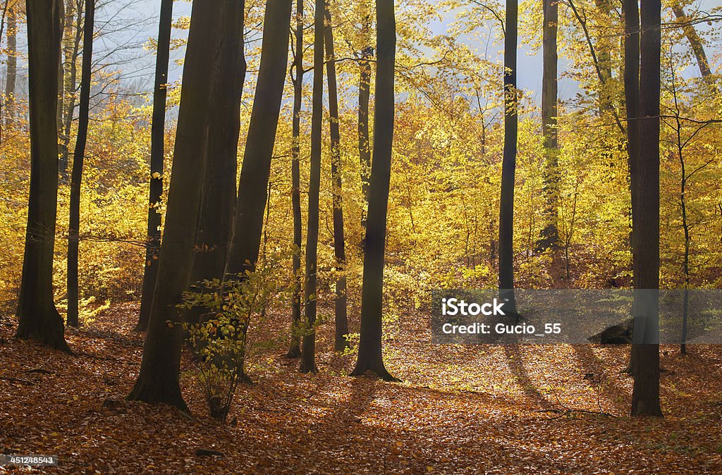 베스키드 (Beskid) 산의 가을 숲 - 로열티 프리 0명 스톡 사진