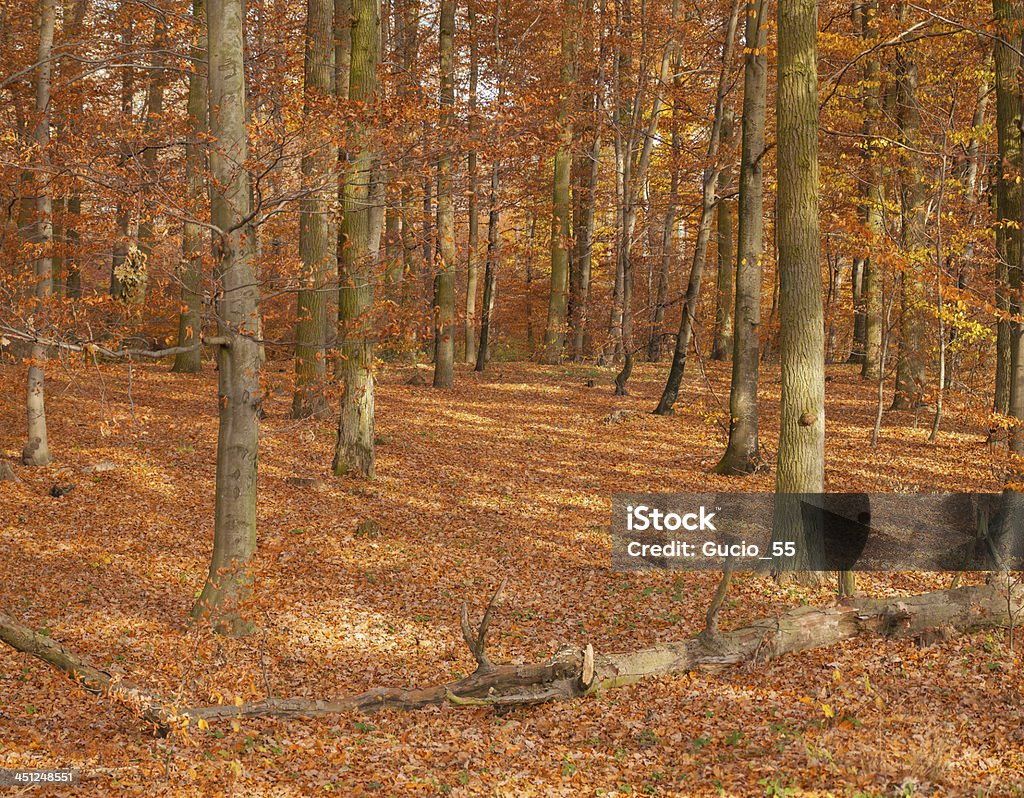 Herbstwald - Lizenzfrei Ast - Pflanzenbestandteil Stock-Foto