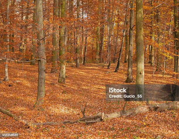 Herbstwald Stockfoto und mehr Bilder von Ast - Pflanzenbestandteil - Ast - Pflanzenbestandteil, Baum, Bedecktsamer