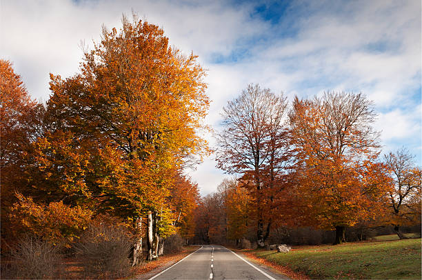 istock Road surrounded by trees with autumn leaves 451248875