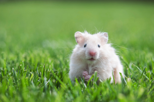 Dwarf Hamster about 4 weeks old