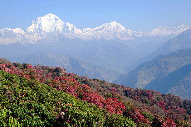 istock Dhaulagiri mountain in summer, Himalaya 451253051