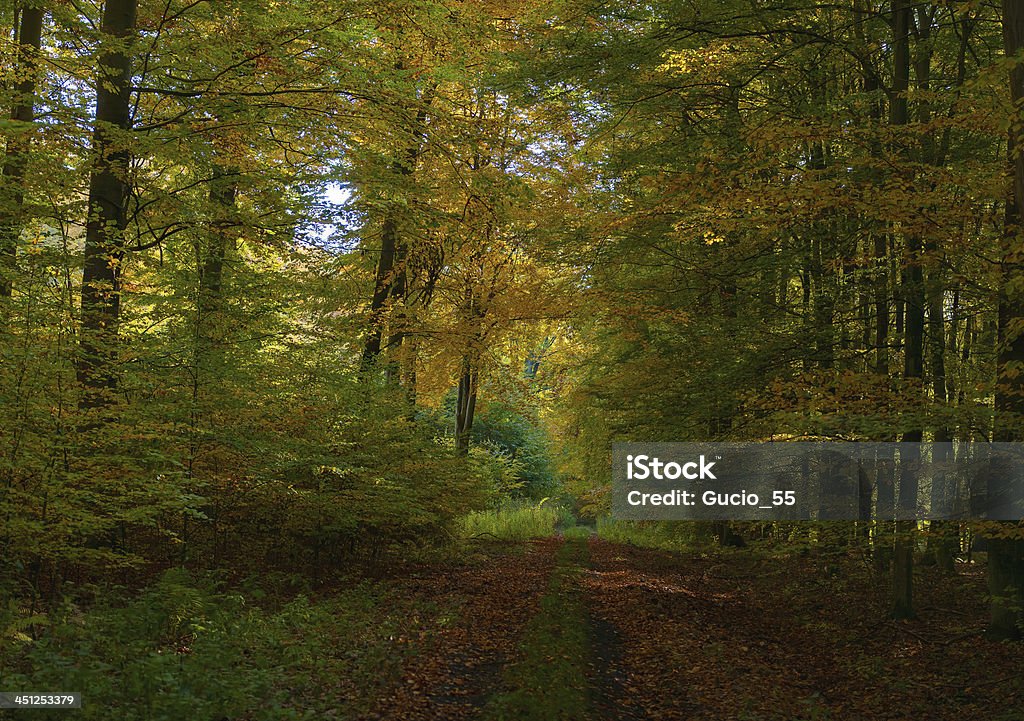 Autumn forest y la carretera - Foto de stock de Aire libre libre de derechos