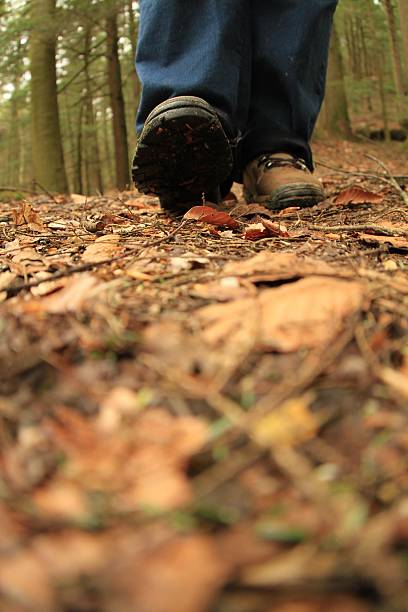 istock Hiking in the Woods 451253633
