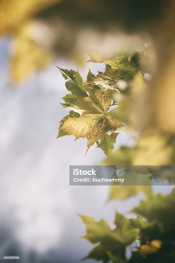 Autumn The autumn is noticeable, the leaves are turning and so many the mood. The picture is decorated in soft colors. Autumn Stock Photo